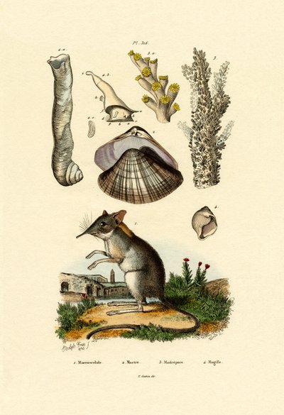 Shrew by French School